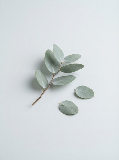 Eucalyptus Oil
